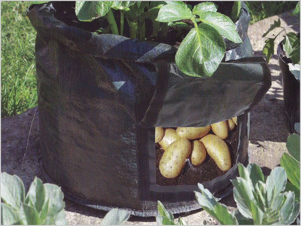 Planting bag